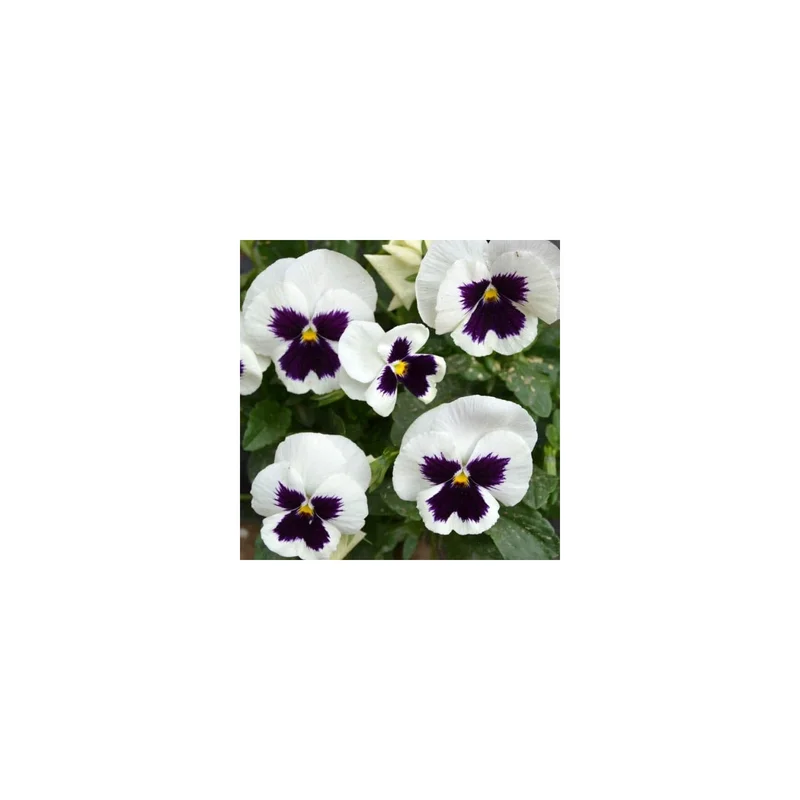 ibspot-45209698