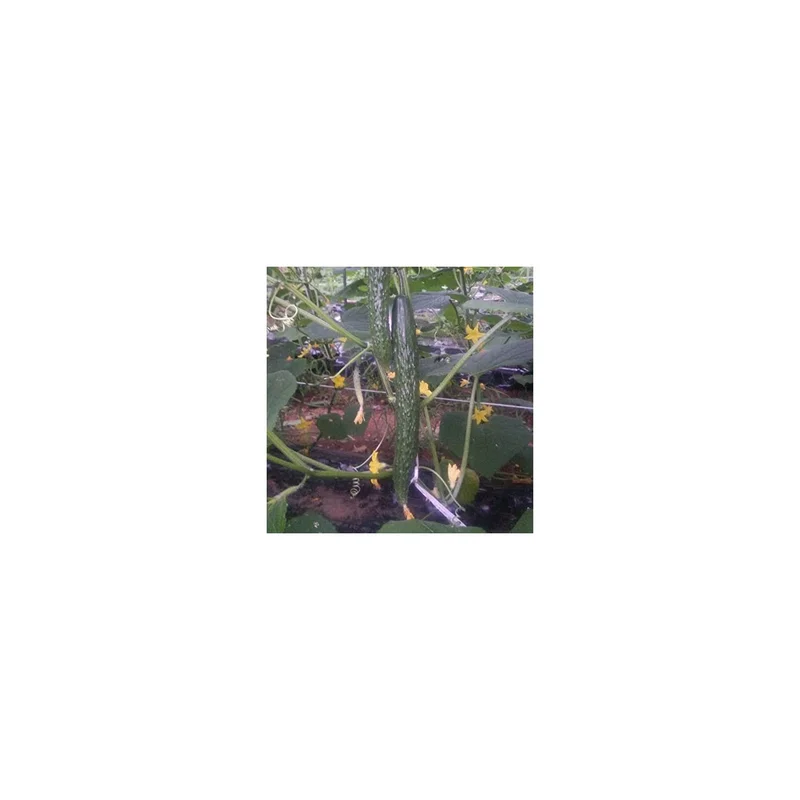 ibspot-54368728