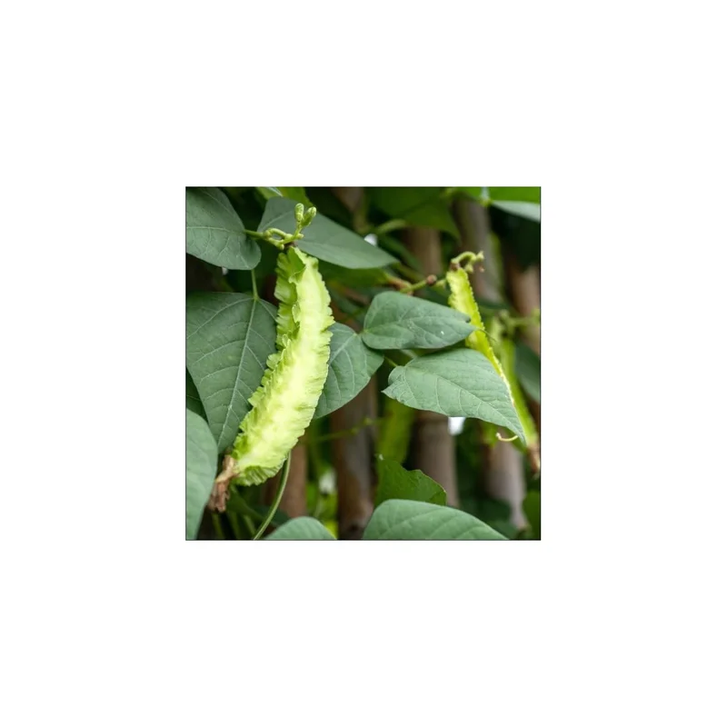 ibspot-54398596