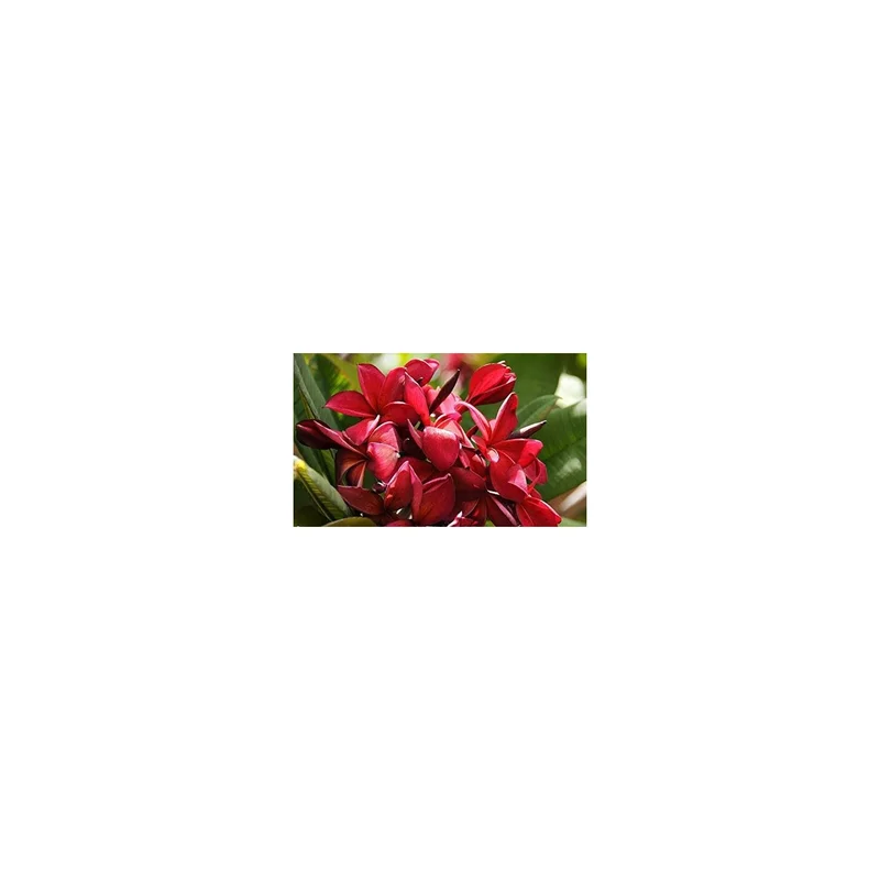 ibspot-55984997
